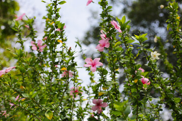 Hibiscus flowers bloom beautifully amidst lush green foliage. A vibrant display of tropical flora