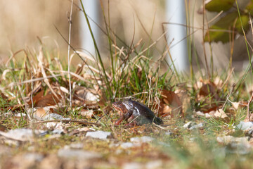 Grasfrösche zur Paarungszeit im Laichgewässer