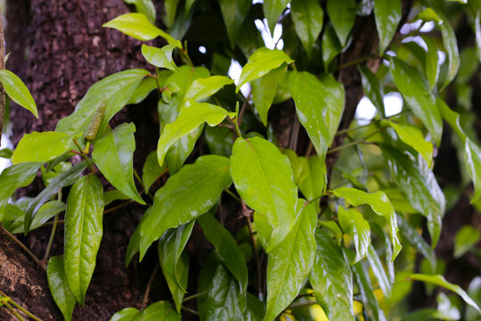 Piper retrofractum (Javanese Long Pepper) leaves and immature fruiting spikes.