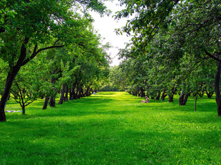 Apple orchards in the Kolomenskoye Museum-Reserve, Moscow in summer