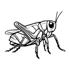 Insect drawing of a grasshopper in black and white style  