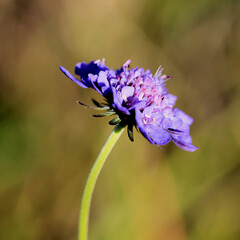 Scabiosa mit KI erstellt+ bearbeitet