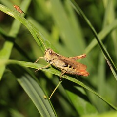 Bunter Grash&uuml;pfer(Omocestus viridulus)