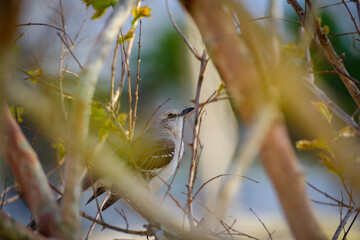 Northern mockingbird perched and watching