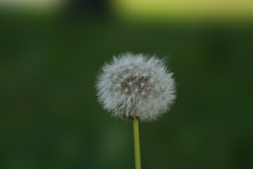 タンポポ、綿毛
