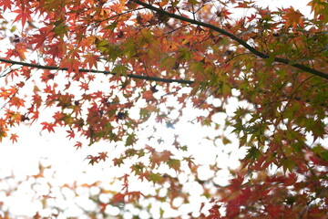 紅葉