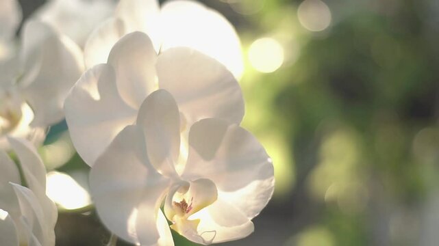 Close Up of White Phalaenopsis. 