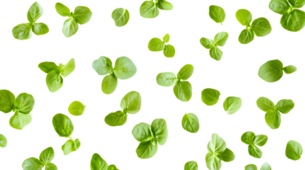 Fresh Basil Herb Leaves Flying on Transparent Background - Culinary Concept Photography