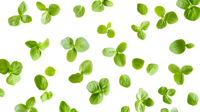 Fresh Basil Herb Leaves Flying on Transparent Background - Culinary Concept Photography