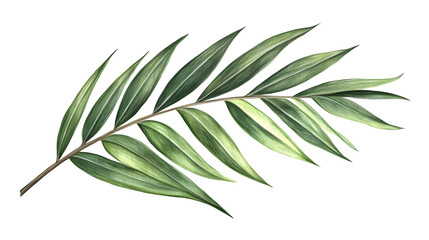 Green Leaf Branch Nature Illustration Isolated on Transparent Background - Lush and Serene Botanical Design