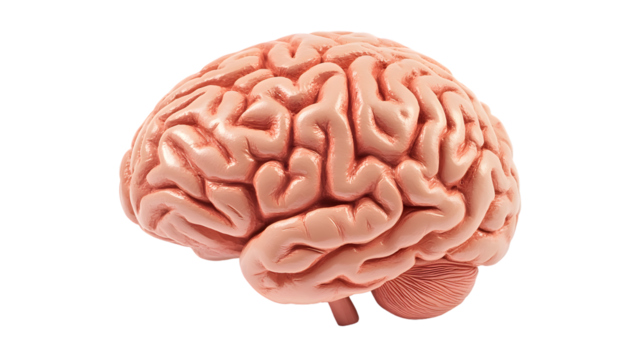 Detailed 3D Human Brain Model Isolated on Transparent Background for Medical and Educational Use