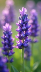 Fototapeta premium Close-up lavender blooms, soft focus background, botanical, peaceful, photo