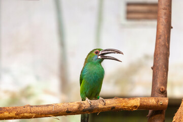 Crimson-rumped toucanet, Aulacorhynchus haematopygus
