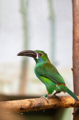 Crimson-rumped toucanet, Aulacorhynchus haematopygus