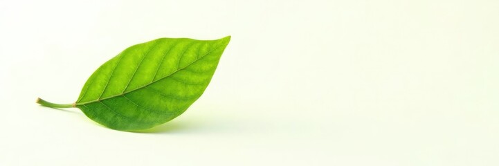 Obraz premium Isolated single leaf with veins against white, nature, leaves, tree leaves