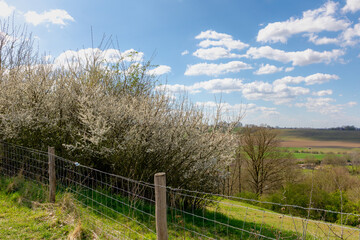 Obraz premium Overview of Maastricht, Terrain of hilly countryside green grass meadow, farmland and trees in spring, Wild white flowering cherry blossom (Prunus) on the hillside with blue sky, Limburg, Netherlands 