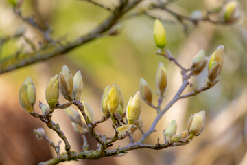 Selective focus branches of Magnolia buds on the tree with blue sky, The flower is blooming during the spring season, Flowering plant species in the subfamily Magnolioideae of the family Magnoliaceae.