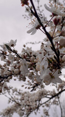 Obraz premium Close-up of white cherry blossoms in full bloom during springtime