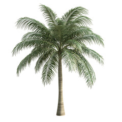 3D Palm Tree with Cascading Fronds Isolated on Transparent Background