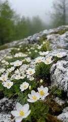 Mountain Flowers in Mist