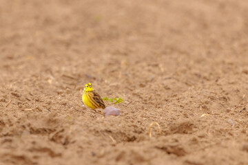A yellowhammer searching for food in a field