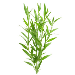 Fototapeta premium Close Up of Tarragon Leaves Isolated on Transparent Background