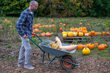 Joyful pumpkin patch worker transports freshly picked harvest across fertile autumn field, bearded...
