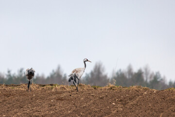 cranes are looking for food in the field