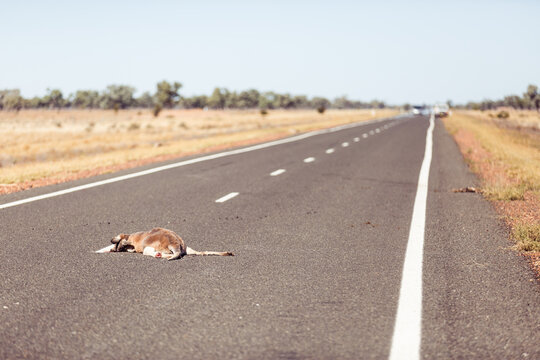 Dead kangaroo on bitumen road
