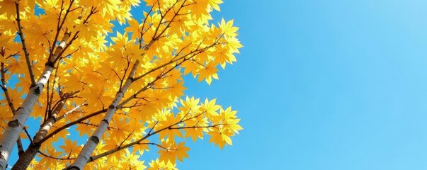 Foliage of aspen trees against a clear blue sky, , branch