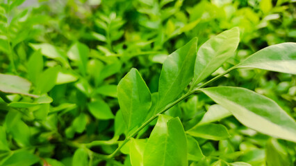 close up of green leaves fresh look after rainfall