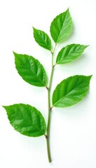 delicate green leaves isolated on white background, botanicals, nature