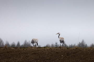 cranes are looking for food in the field