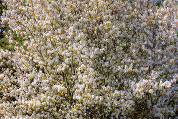 Selective focus shrub of wild white flowers in the wood, Amelanchier lamarckii also called juneberry, Serviceberry or shadbush is a large deciduous flowering shrub or small tree in the family Rosaceae
