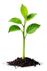 Isolated sprout on white background with texture, foliage, details, green