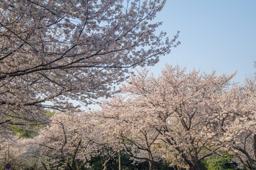 Naklejka premium Cherry blossoms in full bloom at Wuhan University in spring