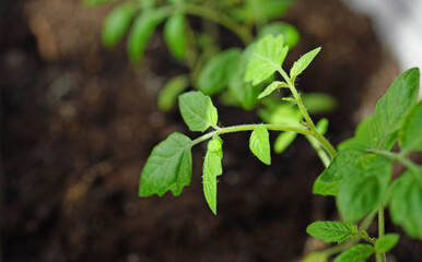 Tomato seedlings in greenhouse. Seedlings of young small tomatoes and growing vegetables