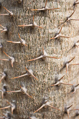 Madagascar palm, Pachypodium lamerei. succulent plant of arid regions, Australia and Madagascar