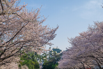 Cherry blossoms in full bloom at Wuhan University in spring
