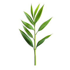 Fototapeta premium Lemongrass Stalk with Leaves Isolated on Transparent Background