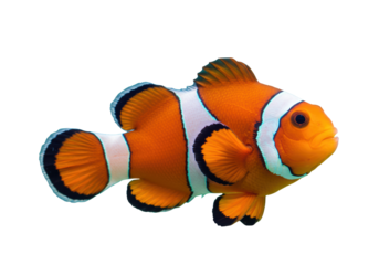 Isolated Vivid Clownfish Swimming