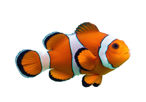 Isolated Vivid Clownfish Swimming