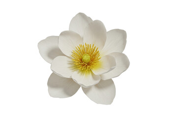 Isolated Close-up of a White Magnolia Flower