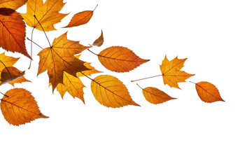 Isolated Autumn Leaves Assortment Floating in Air