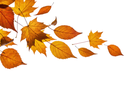 Isolated Autumn Leaves Assortment Floating in Air