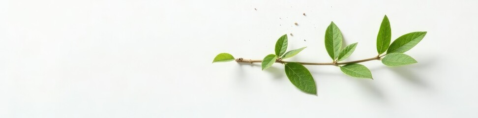 Fototapeta premium Small isolated branch on white surface with some dust particles, dust