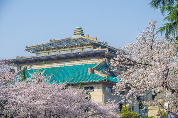 Cherry blossoms in full bloom at Wuhan University in spring