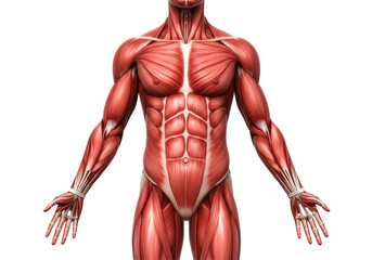 Isolated Detailed Human Muscle Anatomy Front View