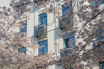 Cherry blossoms in full bloom at Wuhan University in spring