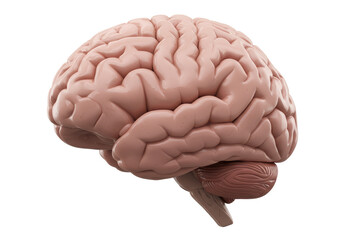 Isolated Detailed Human Brain Anatomy Side View